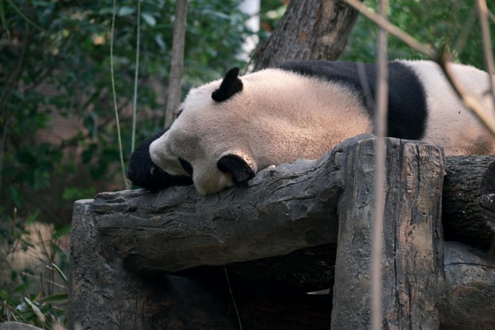 Views in Chengdu